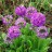 Примула или первоцвет мелкозубчатая, фиолетовая или белая,   Primula denticulata - Примула или первоцвет мелкозубчатая, фиолетовая или белая,   Primula denticulata